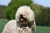 KOMONDOR 074